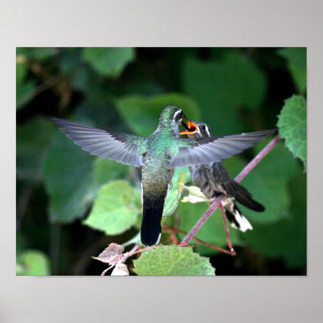 Póster Pássaro Hummingbird Alimentando Nestling (Frente)