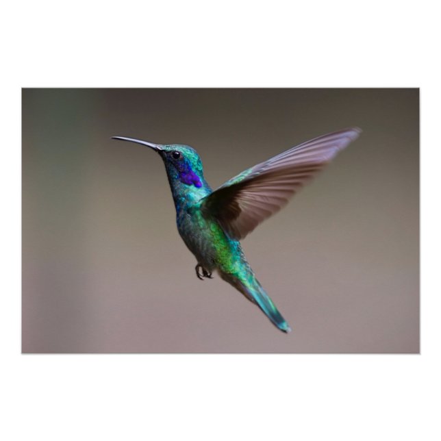 Póster Pássaro Hummingno Voo (Frente)