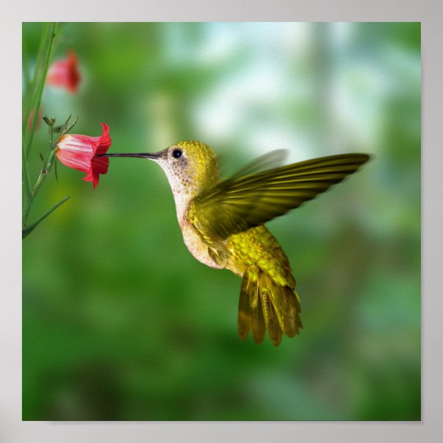 Póster Pássaro Hummingno Voo (Frente)