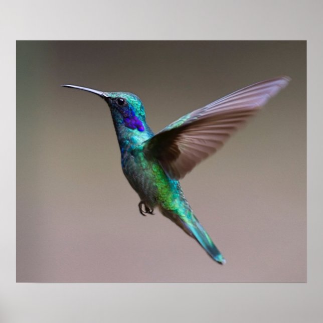 Póster Pássaro Hummingno Voo (Frente)