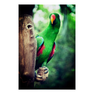 Póster Pássaro Macaw Colorido do Papagaio