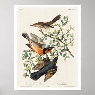 Poster Pássaro Montanhês e Thrush Variado em Audubon