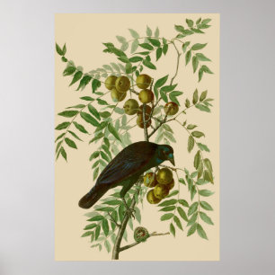 Poster Pássaro Negro da Coroa Americana