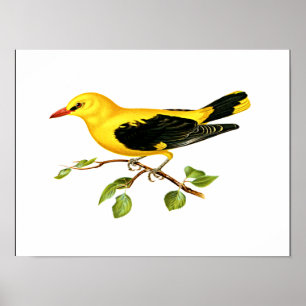 Poster Pássaro Oriole, Ouro Eurasiático