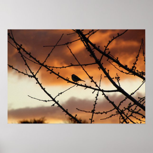 Poster Pássaro parado em uma árvore com o nascer do sol n (Frente)
