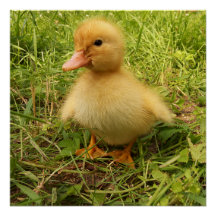 pássaro, pato, patinho, amarelo, natureza, fofo, b