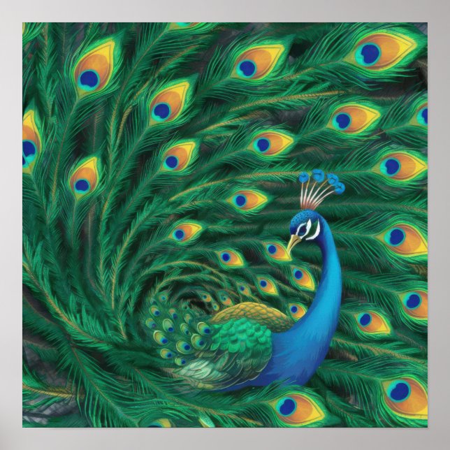 Poster Passaro Pavão Azul (Frente)