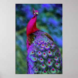 Poster Pássaro Pavão de Cor Pavão Vermelha Bonita