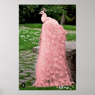 Poster Pássaro Pavão de Pavão de Pena Rosa