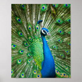 Poster Pássaro Peacock Colorido