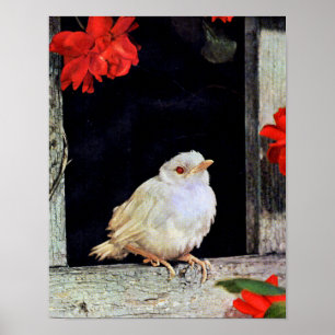 Poster Pássaro RARE albino