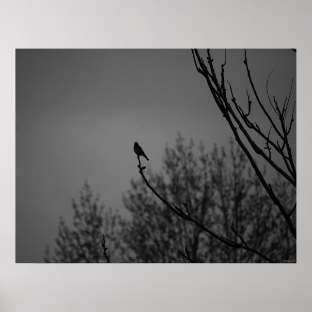 Póster Pássaro selvagem (Frente)