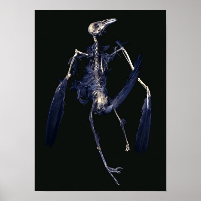 Póster Pássaro Skeleton (Frente)