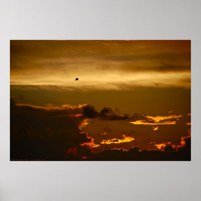 Póster Pássaro solitário em um Céu Fogo (Poster) (Frente)