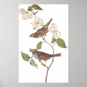 Póster Pássaro Throated branco do pardal de Audubon com