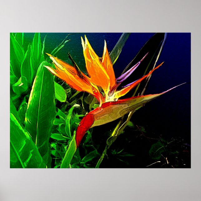 Poster Pássaro Tropical (Frente)