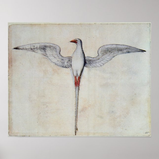 Póster Pássaro trópico (Frente)