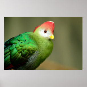 Póster Pássaro Turaco Penteado Vermelho