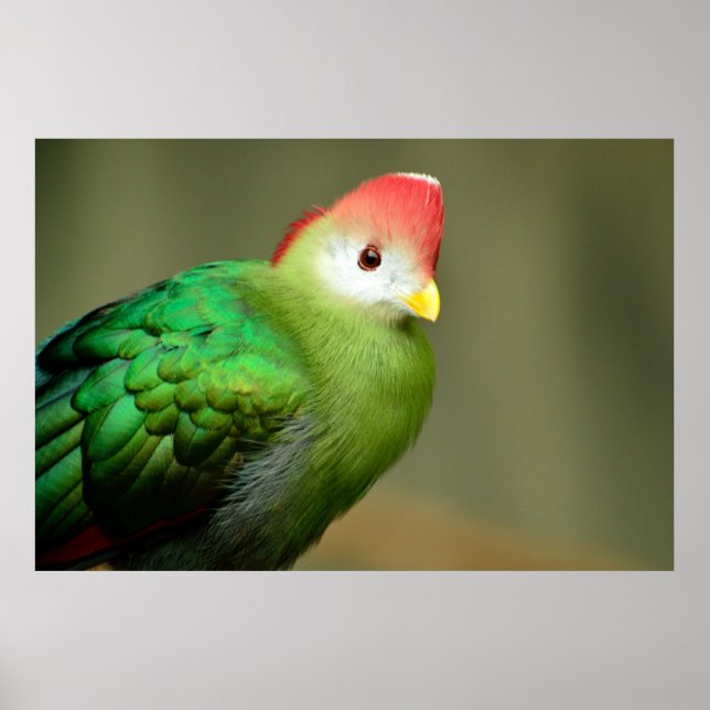 Póster Pássaro Turaco Penteado Vermelho (Frente)