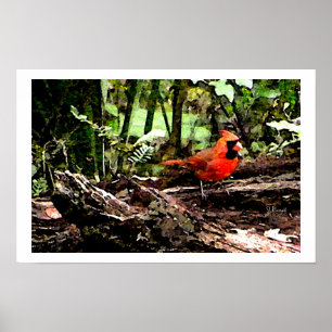 PÓSTER PÁSSARO VERMELHO