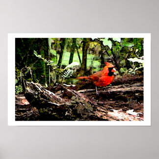 PÓSTER PÁSSARO VERMELHO