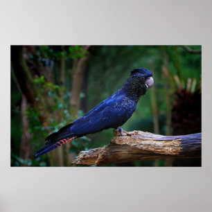 Póster pássaro Vermelho-atado do cockatoo