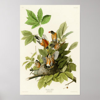 Póster Pássaros americanos Robin John James Audubon