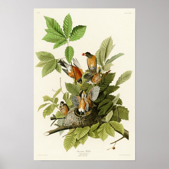 Póster Pássaros americanos Robin John James Audubon (Frente)