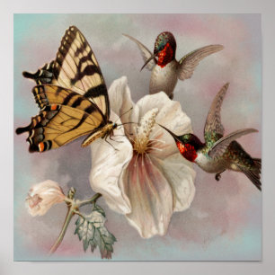 Poster Pássaros & borboleta do vintage que compartilham