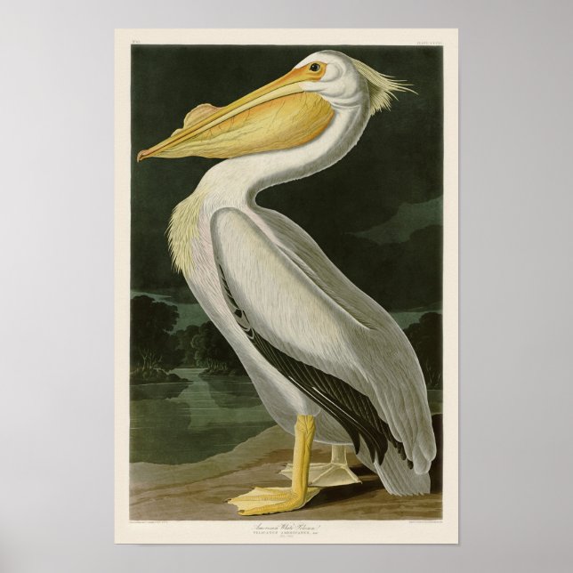 Poster Pássaros brancos do Pelicano John James Audubon da (Frente)