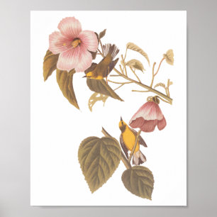 Poster Pássaros-caninos amarelos-amarelos-de-asa-azul de