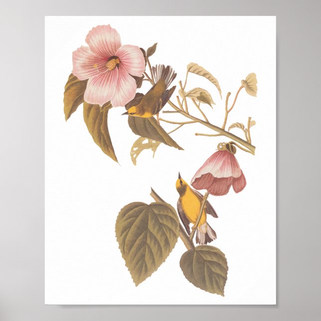 Poster Pássaros-caninos amarelos-amarelos-de-asa-azul de  (Frente)