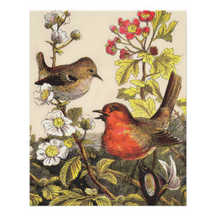 Póster Pássaros Cantores do Robin da Primavera Vintage Bo