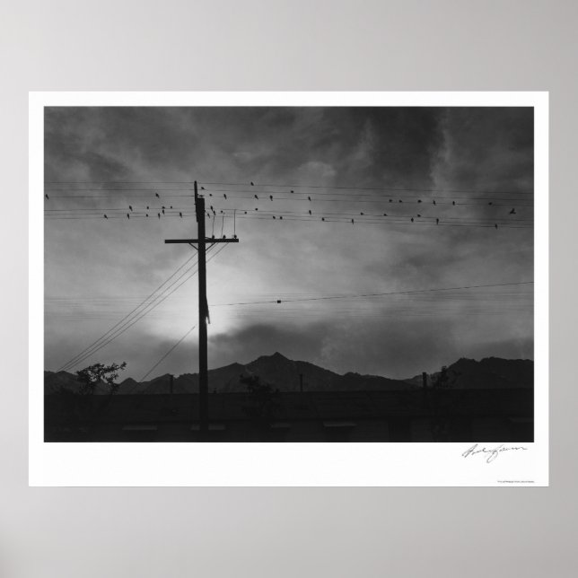 Poster Pássaros Com Fio, Noite De 1943 (Frente)