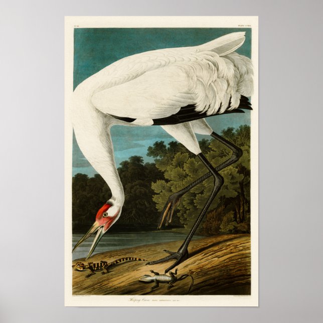 Poster Pássaros Crane John James Audubon da América (Frente)