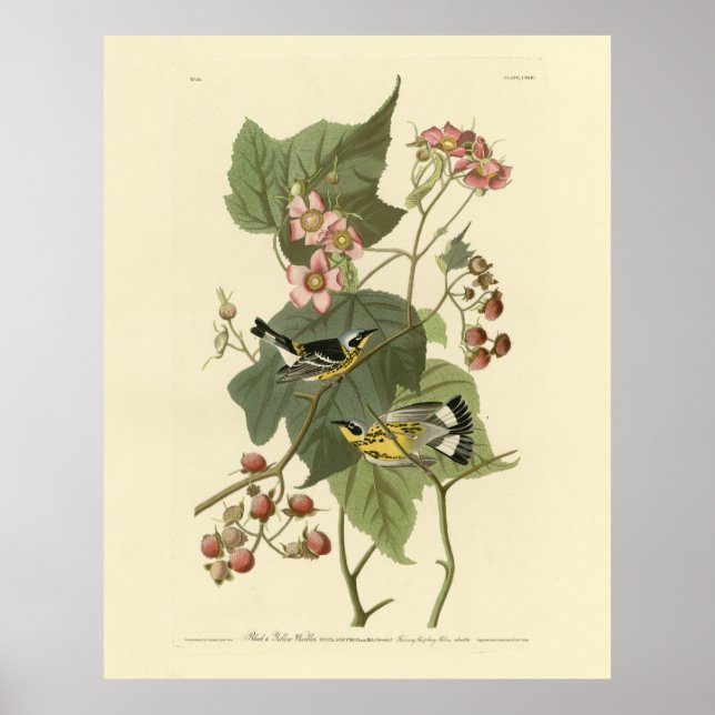 Poster Pássaros da América de Audubon e Warblers Negro e  (Frente)