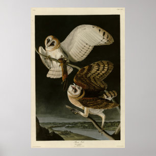 Poster Pássaros da América de Títo Alba