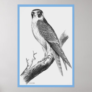 Poster "Pássaros da Austrália" de John Gould ~ Falconn