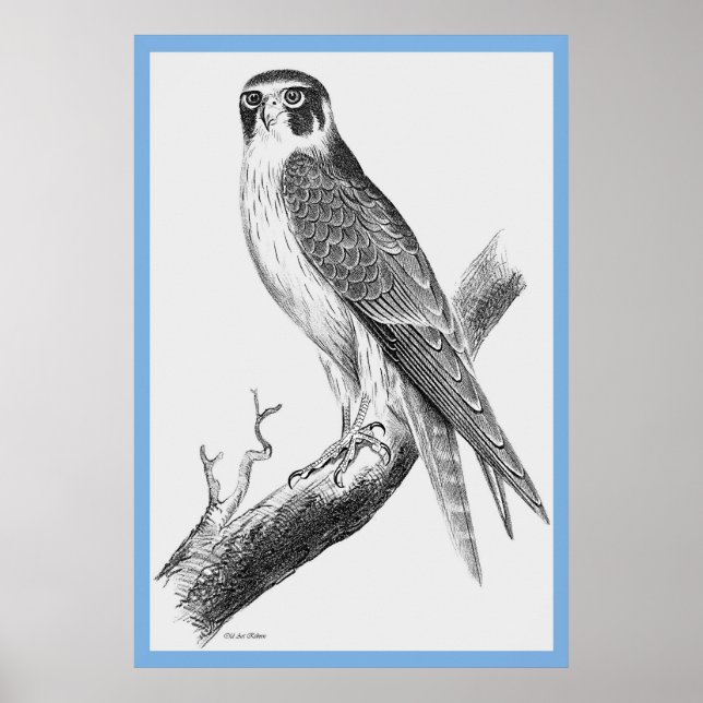Poster "Pássaros da Austrália" de John Gould ~ Falconn (Frente)