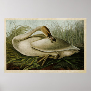 Póster Pássaros da cisne de trompetista da placa 376%