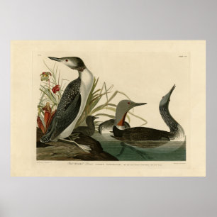 Poster Pássaros de Audubon (Loon) com Red-Throated Diver 