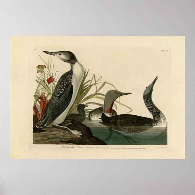 Poster Pássaros de Audubon (Loon) com Red-Throated Diver  (Frente)