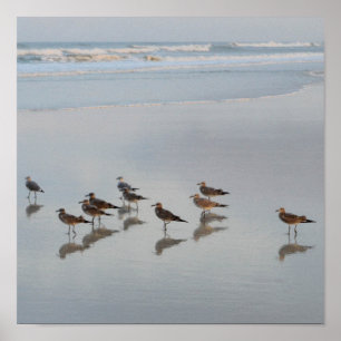 Poster Pássaros de costa