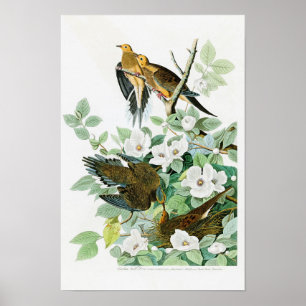 Póster Pássaros de John Audubon da pomba da tartaruga de