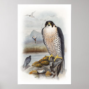 Poster Pássaros de John Gould do falcão de peregrino de