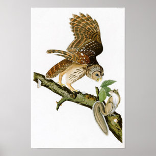 Poster Pássaros de John James Audubon da coruja barrada