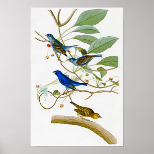 Póster Pássaros de John James Audubon da estamenha de