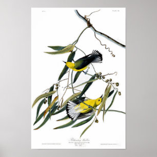Póster Pássaros de John James Audubon da toutinegra do