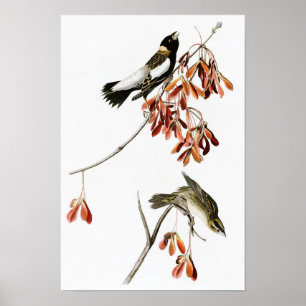Poster Pássaros de John James Audubon do pássaro do arr