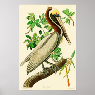 Póster Pássaros de John James Audubon do pelicano de